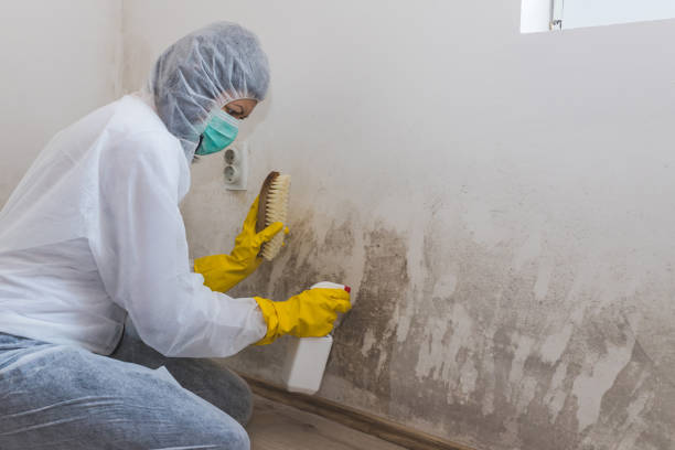 Best DIY Mold Remediation Support Services in Smithville Sanders, IN