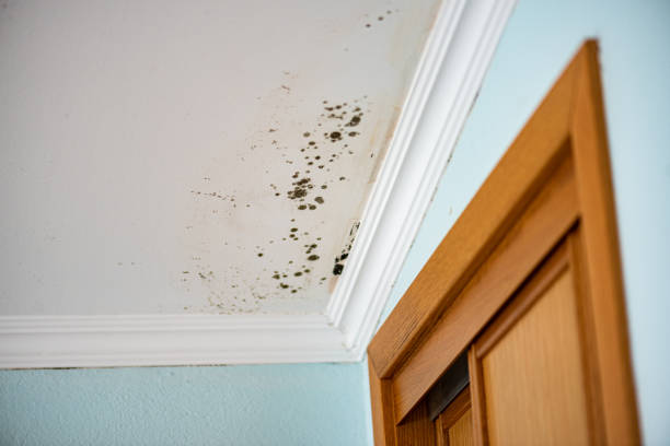 Best Insurance-Related Mold Remediation in Smithville Sanders, IN