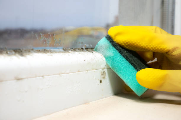 Best Insurance-Related Mold Remediation in Smithville Sanders, IN