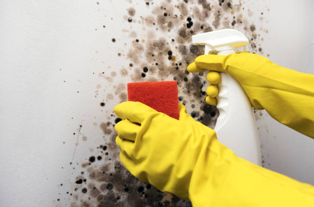 Best Emergency Mold Remediation in Smithville Sanders, IN